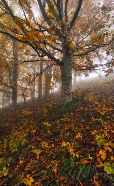 Ein Nebliger Fantastischer Herbstwald — Stockfoto