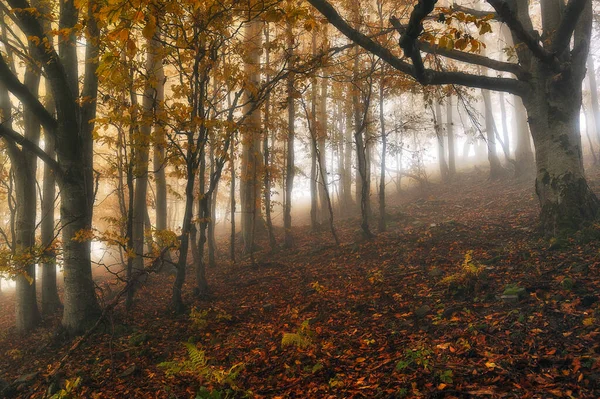 Mglisty Fantastyczny Jesienny Las — Zdjęcie stockowe