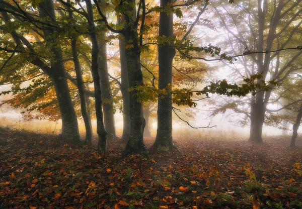 幻想的な秋の森 — ストック写真