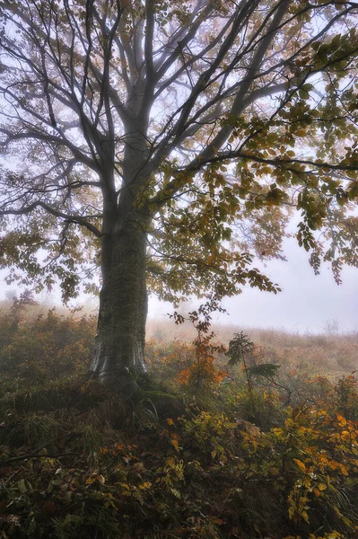 Uma Floresta Outono Fantástica Enevoada — Fotografia de Stock