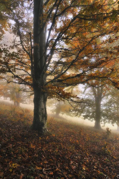 Ein Nebliger Fantastischer Herbstwald — Stockfoto