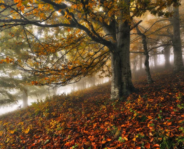 Ein Nebliger Fantastischer Herbstwald — Stockfoto