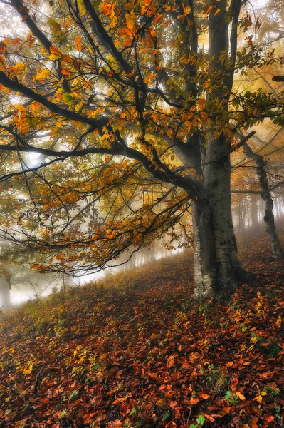 Туманный Фантастический Осенний Лес — стоковое фото