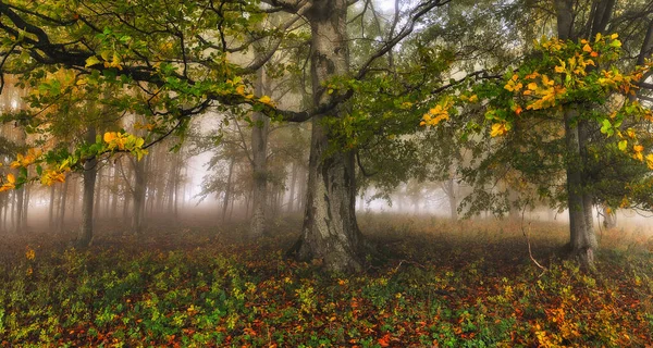 Uma Floresta Outono Fantástica Enevoada — Fotografia de Stock