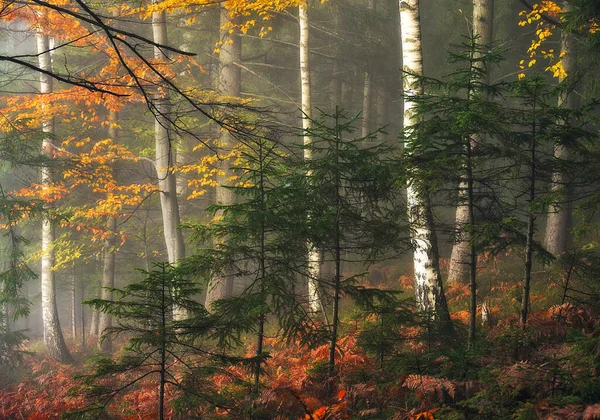 Misty Fantastic Autumn Forest — Stock Photo, Image
