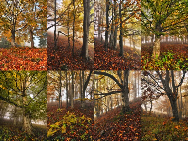 Colagem Floresta Nebulosa Coleção Fotos Floresta Outono — Fotografia de Stock