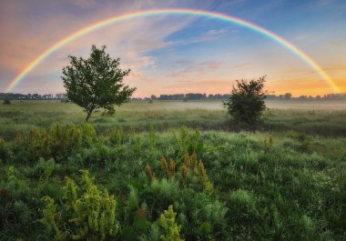 İlkbaharda bir çayırda gökkuşağı