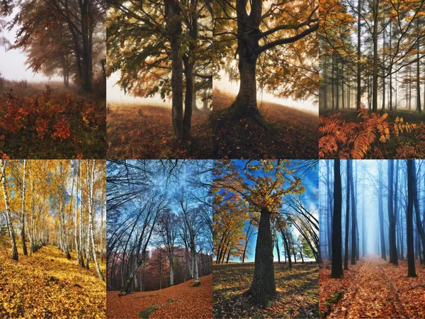 Collage Bosque Brumoso Colección Fotos Del Bosque Otoño — Foto de Stock