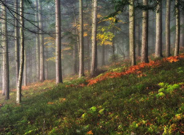 Dimmig Fantastisk Höstskog Bokträden Dimma — Stockfoto