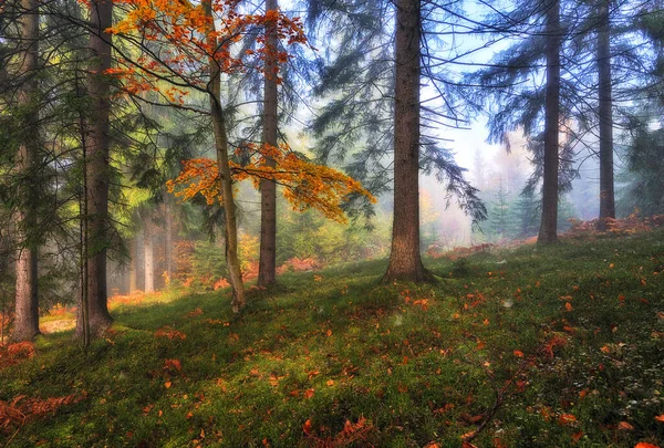 Mglisty Fantastyczny Jesienny Las Buki Mgle — Zdjęcie stockowe