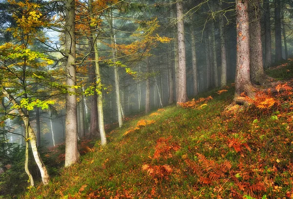一片雾蒙蒙的迷人的秋天森林 山毛榉树在雾中 — 图库照片