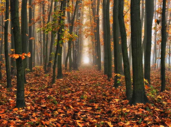 秋の森の日の出 鮮やかな黄金の秋の自然景観 — ストック写真