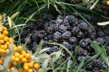  Samara, Rusya - Ağustos 2017 Blackberry ve Rus ormanlarındaki çimlerde deniz dikenli böğürtlen