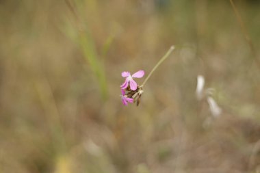 Samara, Rusya - 12 Eylül 2020 Çayırdaki küçük orman çiçeği
