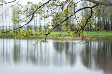 İlkbaharda çiçek açan bir marple ağaç