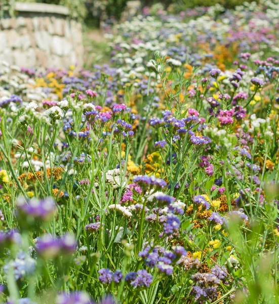 Bir alanı farklı renk çiçek