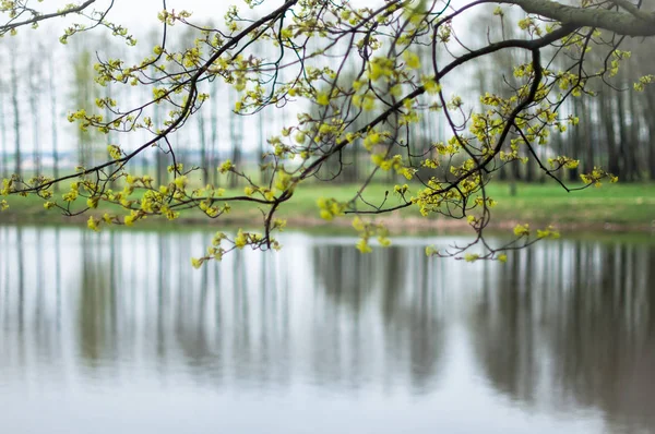 İlkbaharda çiçek açan bir marple ağaç
