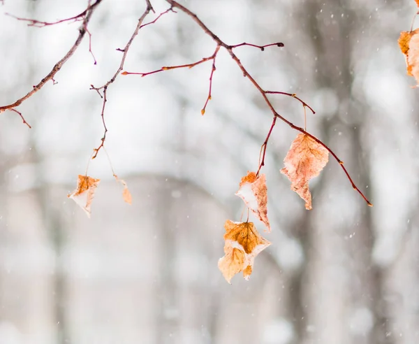 Gren Linden Snö — Stockfoto