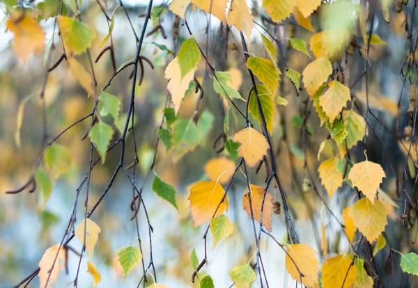 Dalları Birch ile sonbahar yaprakları