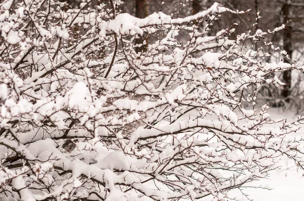 Ett Blåbär Dogwood Bush Snö — Stockfoto