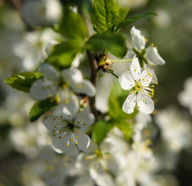 Elma ağacının baharda çiçek açan bir dalını