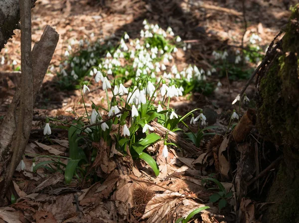 Snödroppar Skogen — Stockfoto