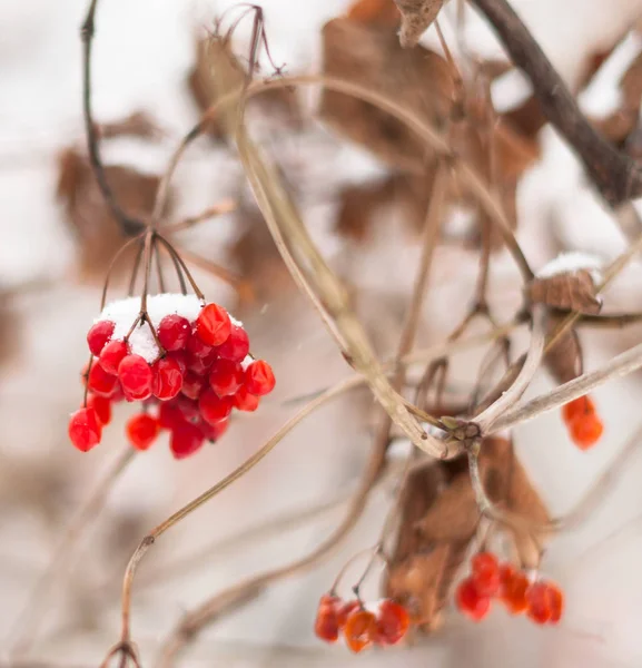 Gren Viburmun Med Snö — Stockfoto