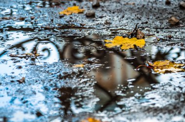Sonbahar bir su birikintisi çit yansıma ve marple yaprak ile