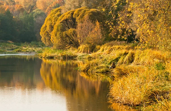 Осенний Пейзаж Желтым Лесом Отражающимся Озере — стоковое фото