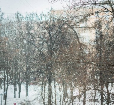 Büyük kar taneleri ile parkta bir kar yağışı