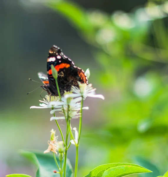 Ein Roter Admiral Auf Einer Blume — Stockfoto