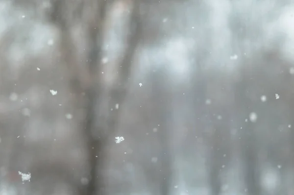 Снегопад Парке Большими Снежинками — стоковое фото