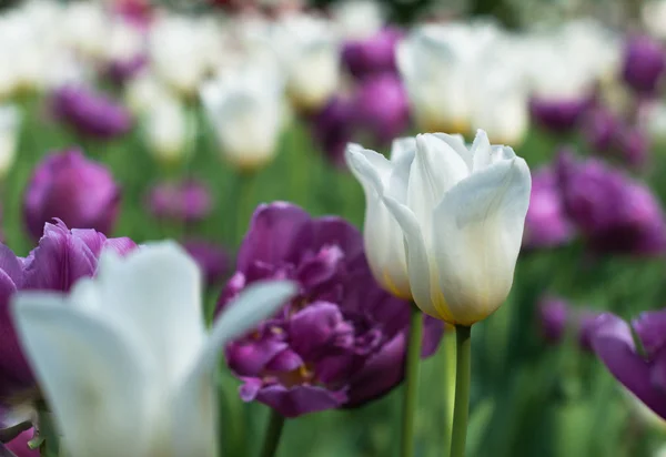 Güneşli bahar günü bir lale alan