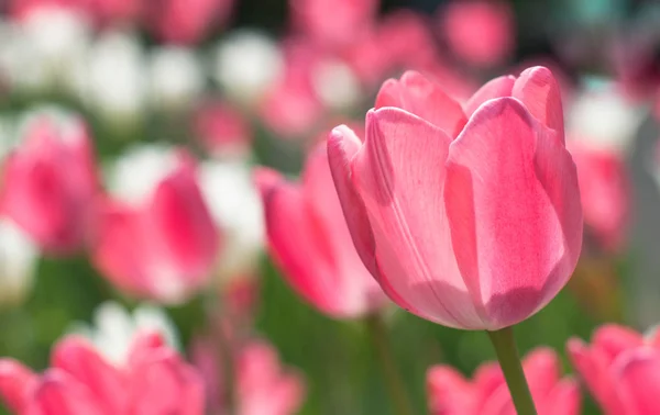 Güneşli bahar günü bir lale alan