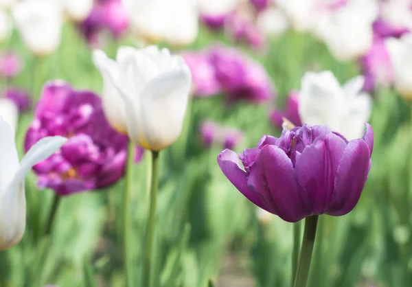 Güneşli bahar günü bir lale alan