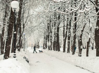 Parkta çok kar bir dalları üzerinde bir kar yağışı