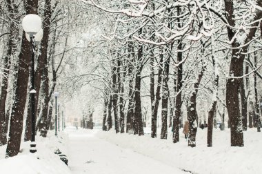 Parkta çok kar bir dalları üzerinde bir kar yağışı