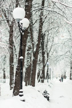 Parkta çok kar bir dalları üzerinde bir kar yağışı