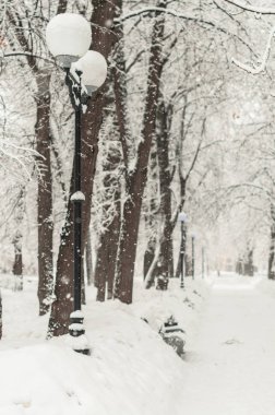 Parkta çok kar bir dalları üzerinde bir kar yağışı