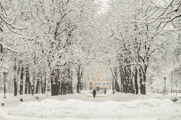 Parkta çok kar bir dalları üzerinde bir kar yağışı