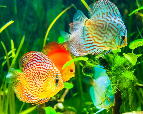 Bir parlak discus güvercin ve bir akvaryumda discus turkuaz 