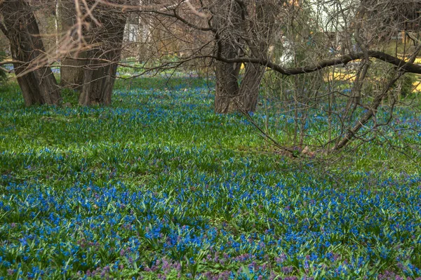 Första Blåstjärna Blommor Trädgården — Stockfoto