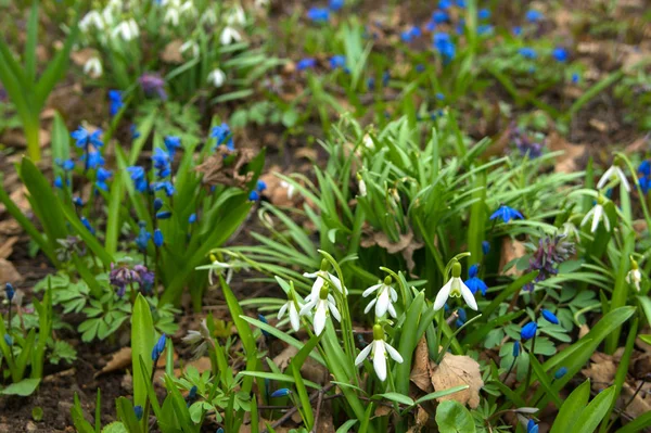 Bir Ilk Çiçekler Erken Baharda Bluebells Kardelen — Stok fotoğraf