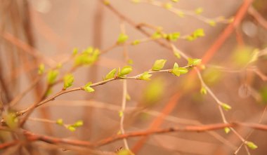 Erken baharda ormandaki bir ilk yeni tomurcuk  