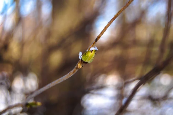 早春の森で最初の新しい芽 — ストック写真