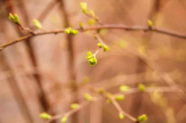 Primeiro Botão Novo Floresta Início Primavera — Fotografia de Stock