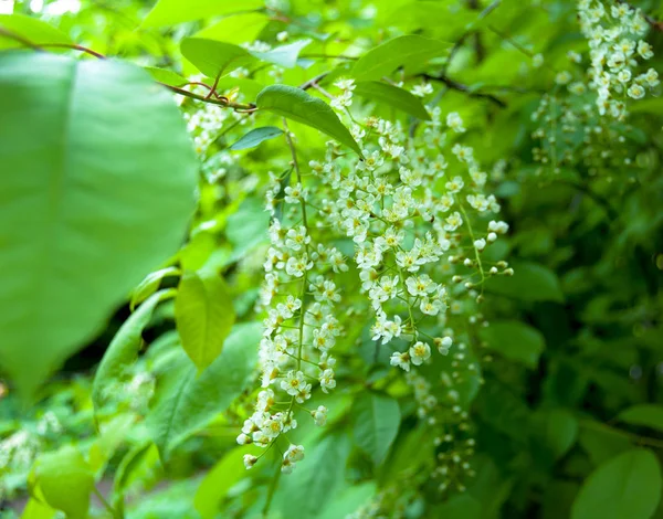 İlkbaharda çiçek açan bir kuş kiraz çiçek