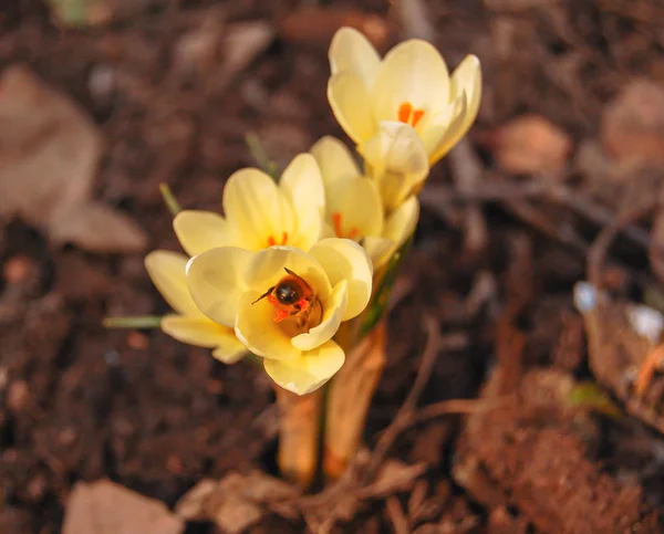 Första Våren Blomma Krokus — Stockfoto
