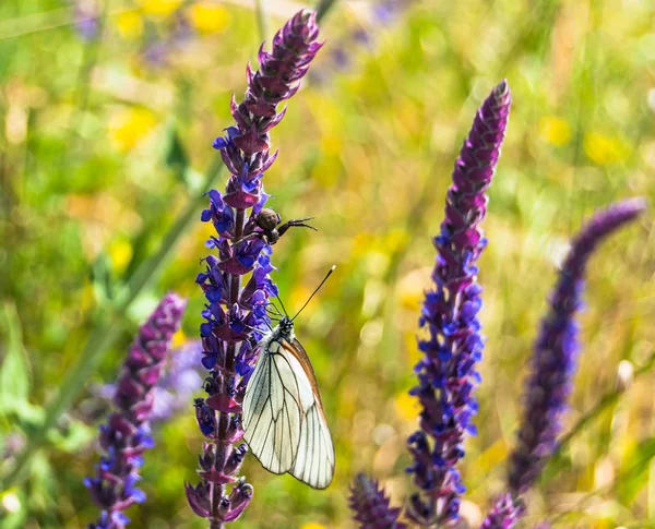 Ein Epischer Kampf Zwischen Spinne Und Schmetterling Einem Sonnigen Sommertag — Stockfoto