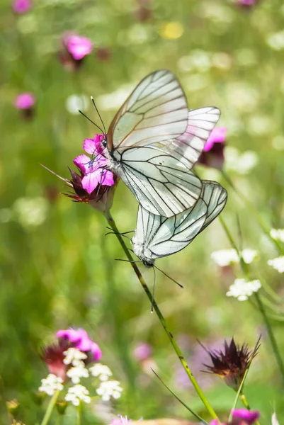 Ein Liebespaar Schmetterlinge Auf Einer Sonnigen Sommerwiese — Stockfoto